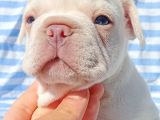 Exotic French Bulldog
