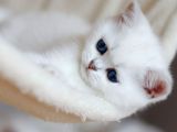 British Shorthair Dişi