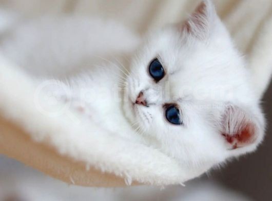British Shorthair Dişi