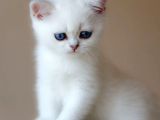 British Shorthair Dişi