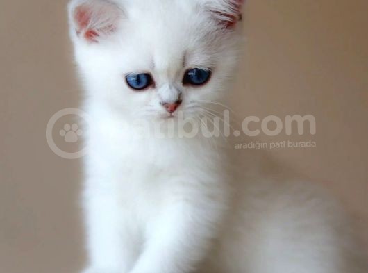 British Shorthair Dişi görsel