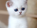 British Shorthair Dişi