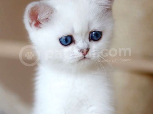 British Shorthair Dişi görsel