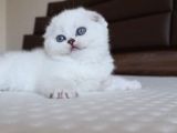 Scottish Fold Erkek
