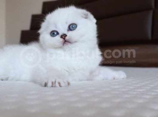 Scottish Fold Erkek