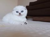 Scottish Fold Erkek
