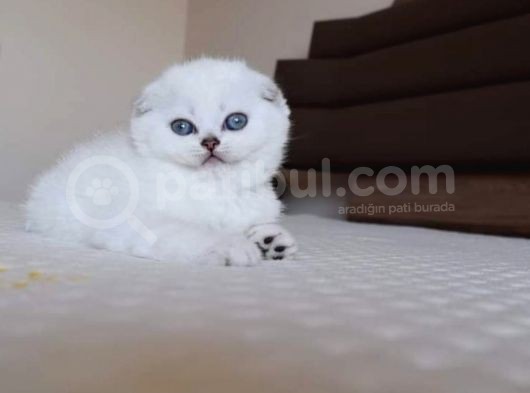 Scottish Fold Erkek görsel