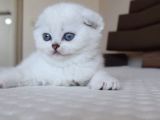 Scottish Fold Erkek