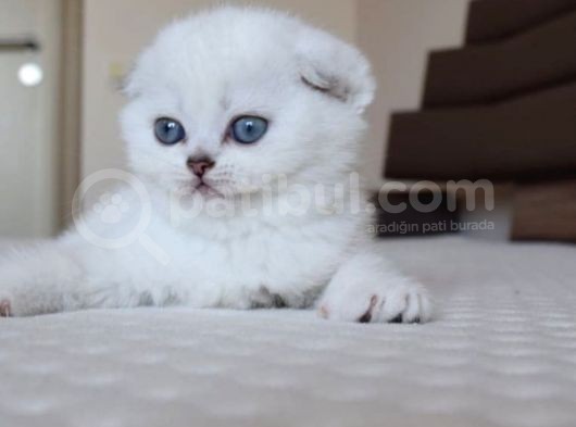 Scottish Fold Erkek görsel