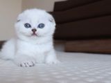 Scottish Fold Erkek