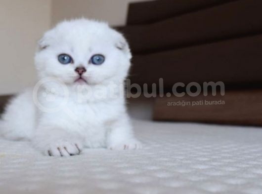 Scottish Fold Erkek görsel