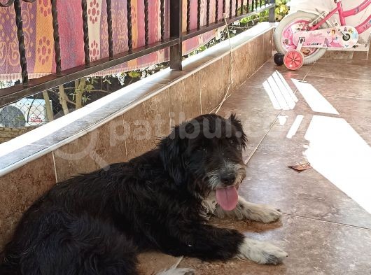 Maltese Terrier 1 Yaşında Siyah