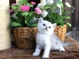 British Shorthair Dişi
