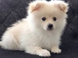 Yavru Erkek Pomeranian