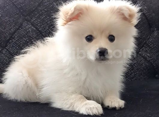 Yavru Erkek Pomeranian