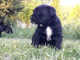 A Kalite Secereli Mikrocipli Cane Corso Yavrularımız