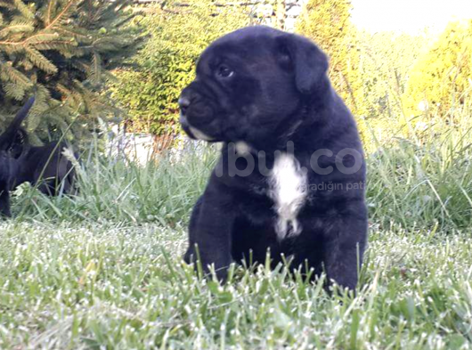 A Kalite Secereli Mikrocipli Cane Corso Yavrularımız