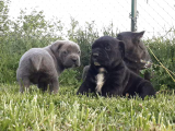 A Kalite Secereli Mikrocipli Cane Corso Yavrularımız