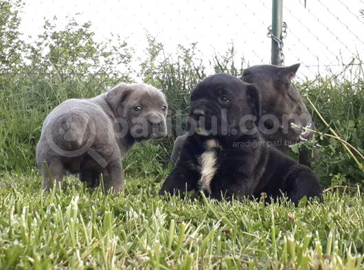 A Kalite Secereli Mikrocipli Cane Corso Yavrularımız görsel