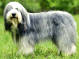 Safkan İngiliz Çoban Köpeği Yavrularımız