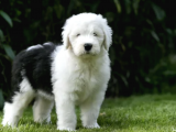 Safkan İngiliz Çoban Köpeği Yavrularımız