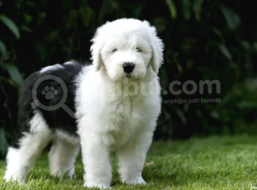 Safkan İngiliz Çoban Köpeği Yavrularımız görsel