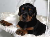 Secereli Doberman Yavrularımız