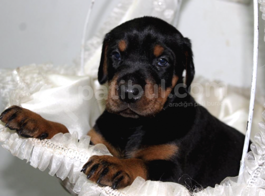 Secereli Doberman Yavrularımız