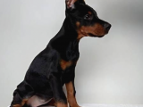 Secereli Doberman Yavrularımız