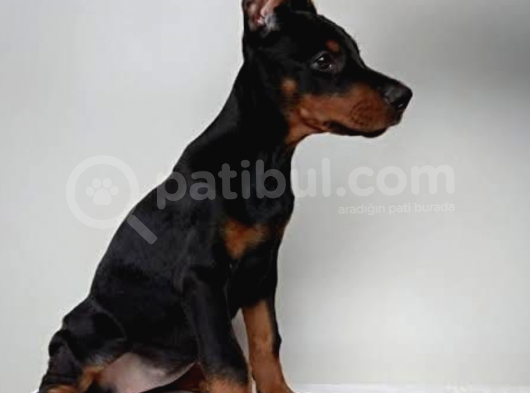 Secereli Doberman Yavrularımız görsel