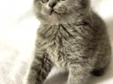 A Kalite Scottish Fold Yavrularımız