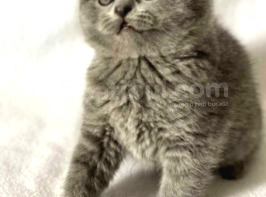 A Kalite Scottish Fold Yavrularımız