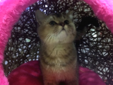 A Kalite Gold British Shorthair Yavrularımız