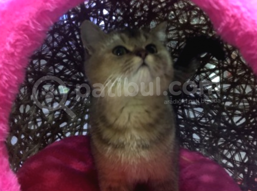 A Kalite Gold British Shorthair Yavrularımız