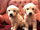 Baby Face Küt Burun Golden Yavrularımız