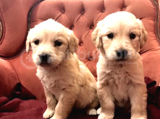 Baby Face Küt Burun Golden Yavrularımız