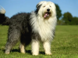 Safkan İngiliz Çoban Köpeği Yavrularımız