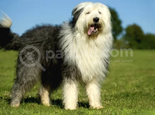 Safkan İngiliz Çoban Köpeği Yavrularımız