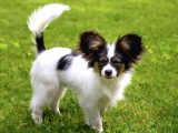 2 Aylık Erkek Ve Dişi Papillon Köpek Yavruları