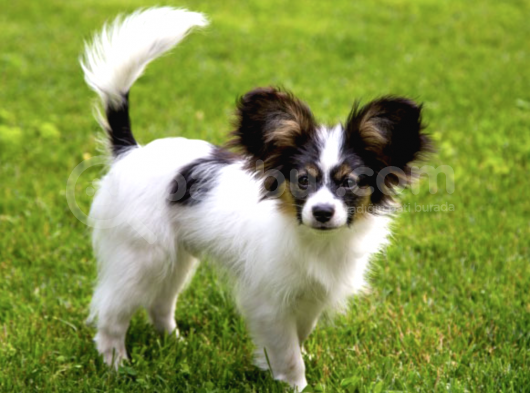 2 Aylık Erkek Ve Dişi Papillon Köpek Yavruları görsel