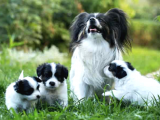 2 Aylık Erkek Ve Dişi Papillon Köpek Yavruları