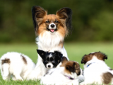 2 Aylık Erkek Ve Dişi Papillon Köpek Yavruları