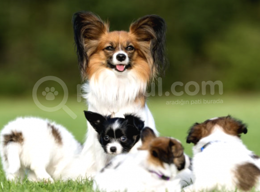 2 Aylık Erkek Ve Dişi Papillon Köpek Yavruları görsel