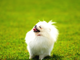 Irk Ve Sağlık Garantili Pomeranian Boo Yavrularımız