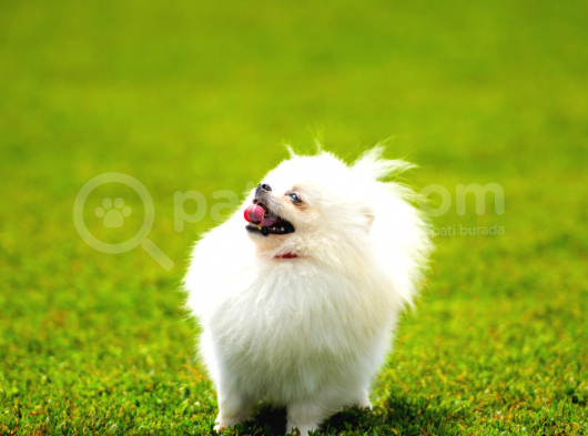 Irk ve Sağlık Garantili Pomeranian Boo Yavrularımız