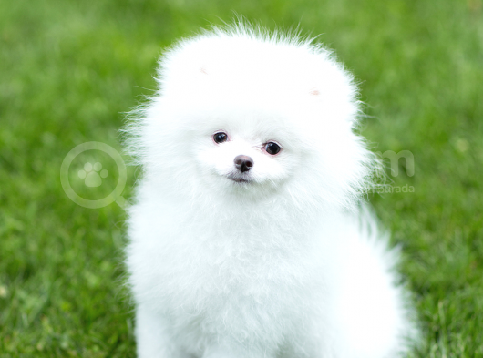 Irk Ve Sağlık Garantili Pomeranian Boo Yavrularımız görsel