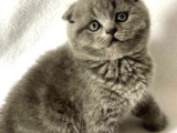 A Kalite Scottish Fold Yavrularımız