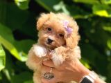 Dizayn Irk Sevimli Maltipoo Yavrular