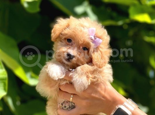Dizayn Irk Sevimli Maltipoo Yavrular