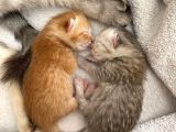 Orjinal  British Shorthair Yavrularımız